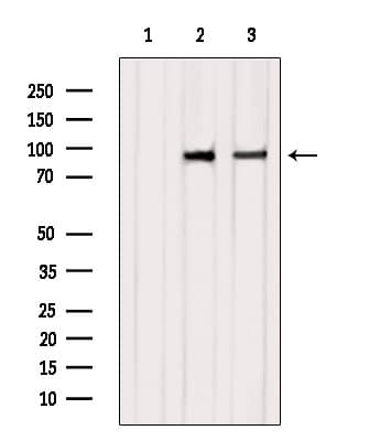 CLGN / Calmegin Antibody