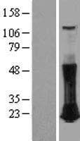 RHOC Protein (Over-Expression Lysate Myc-DDK (Flag))