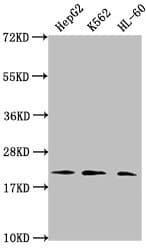 HIST1H1C Antibody