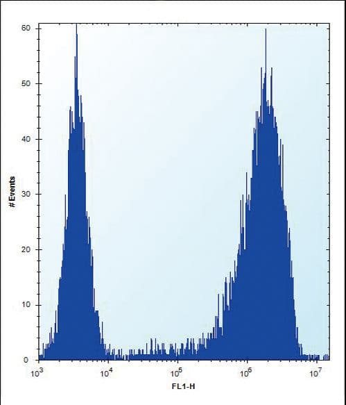 Polyclonal Rabbit anti-Human AP50 / AP2M1 Antibody (aa387-415, WB)