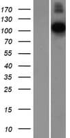 CNTN1 / gp135 / Contactin 1 Protein (Over-Expression Lysate Myc-DDK (Flag))