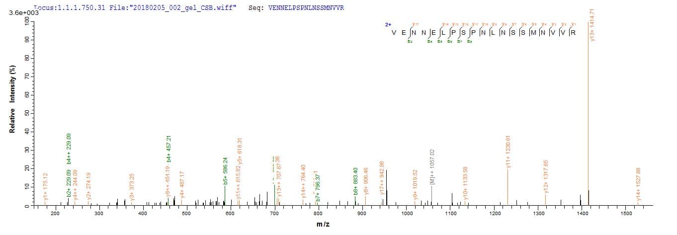 Mouse MCA32 Protein (Recombinant 10His, N-terminus + Myc, C-terminus)