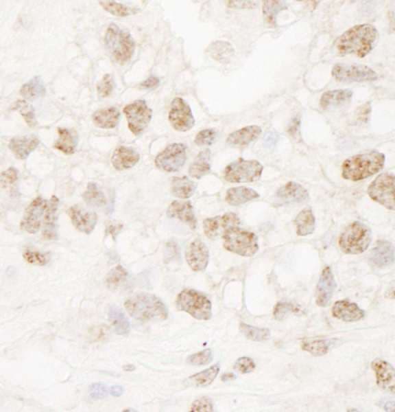DMWD Antibody (aa609-659)