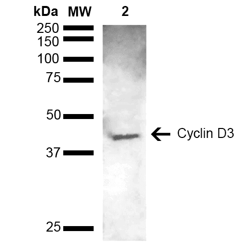 CCND3 / Cyclin D3 Antibody (RPE)