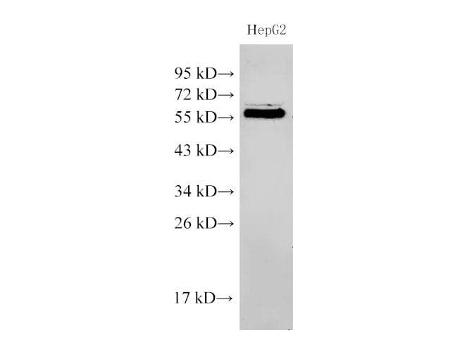 Polyclonal Rabbit anti-Human PDCD4 Antibody (IHC, WB)