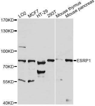 ESRP1 / RBM35A Antibody