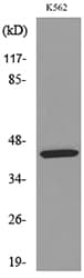 Polyclonal Rabbit anti-Human KIR3DL3 / CD158z Antibody (WB)