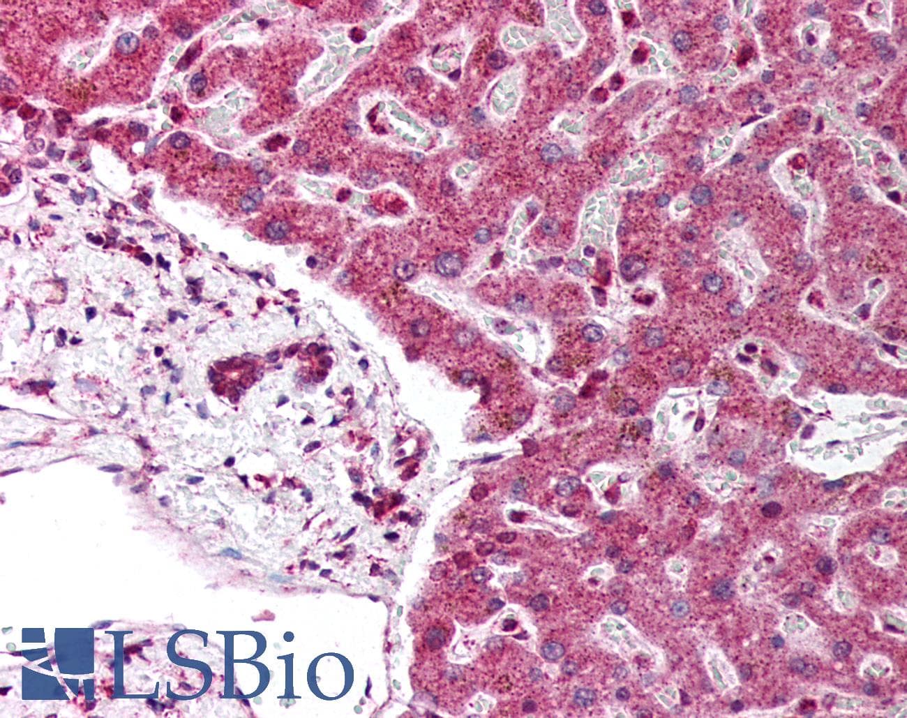 IHC-plus™ PPARD / PPAR Delta Antibody