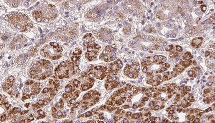 OR2A42 Antibody