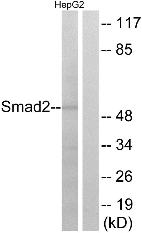 SMAD2 Antibody (p255)