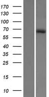 HHIPL1 Protein (Over-Expression Lysate Myc-DDK (Flag))