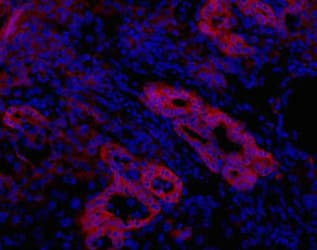 Oval Cell Marker OC2 Antibody (clone OC2-1D11)