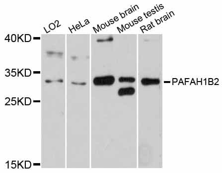 PAFAH1B2 Antibody