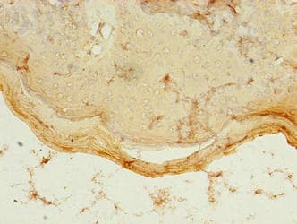 Polyclonal Rabbit anti-Human PDZD3 Antibody (IHC, WB)