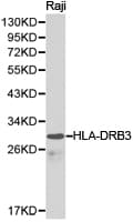 HLA-DRB3 Antibody