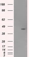 HMRF1L / MTRF1L Antibody (clone OTI1D11)