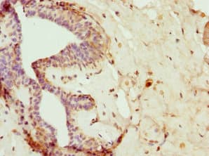 Polyclonal Rabbit anti-Human FAIM2 / LIFEGUARD Antibody (IHC)