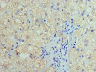 HIST1H4I Antibody