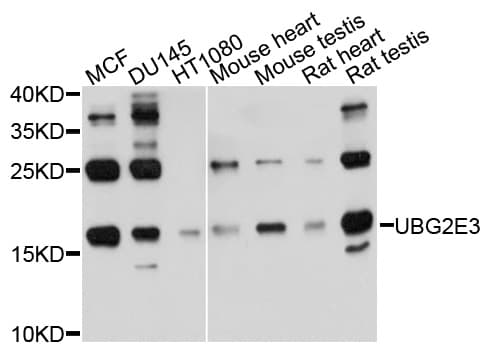UBE2G2 Antibody