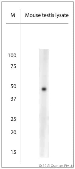 Polyclonal Rabbit anti-Mouse AQP8 / Aquaporin 8 Antibody (aa10-50, WB)