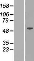RBM47 Protein (Over-Expression Lysate Myc-DDK (Flag))