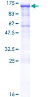 Human PCDHGA2 Protein (Recombinant GST)