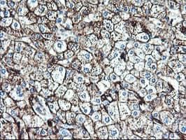 ENPEP / Aminopeptidase A Antibody (clone OTI1C4, Carrier-free)