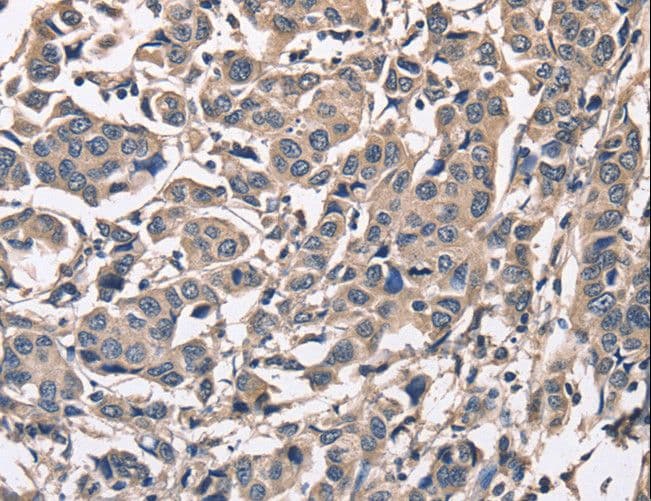 PEBP1 / RKIP Antibody