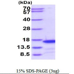 Human CDK2AP1 / DOC1 Protein (Recombinant His)