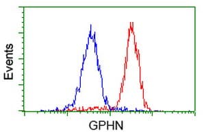 Gephyrin Antibody (clone OTI3C6)