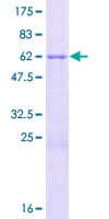 Human THAP3 Protein (Recombinant GST)
