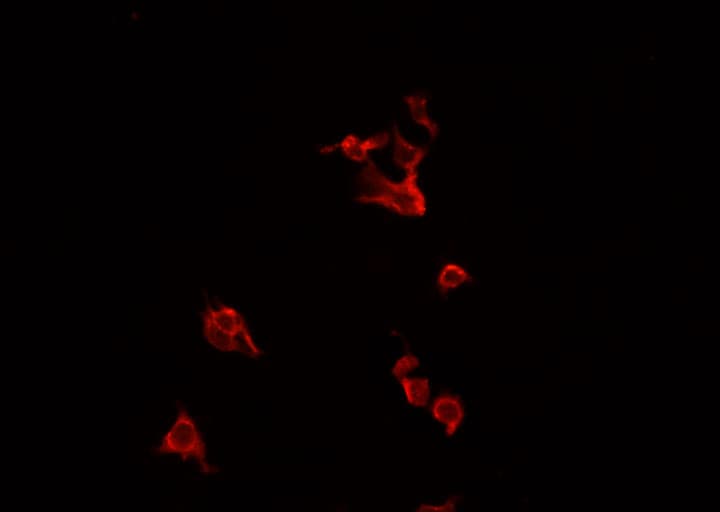 TNFSF14 / LIGHT Antibody