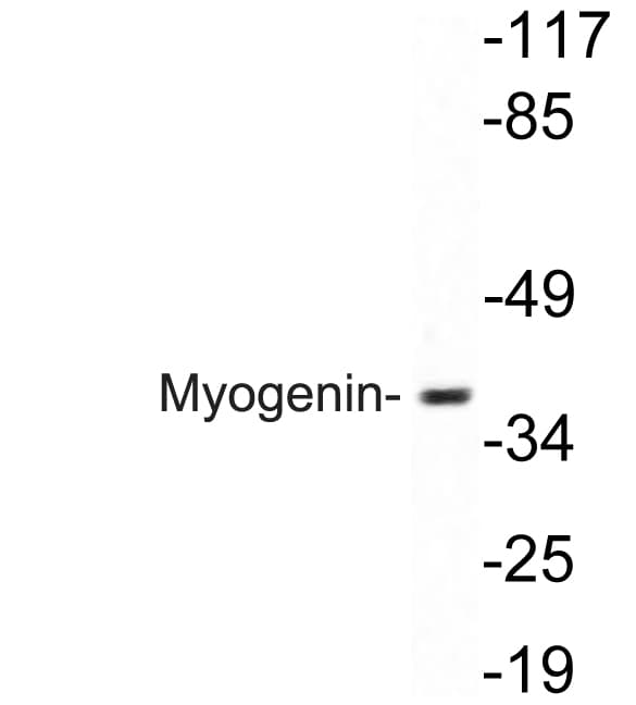 Polyclonal Rabbit anti-Human MYOG / Myogenin Antibody (aa50-99, WB)