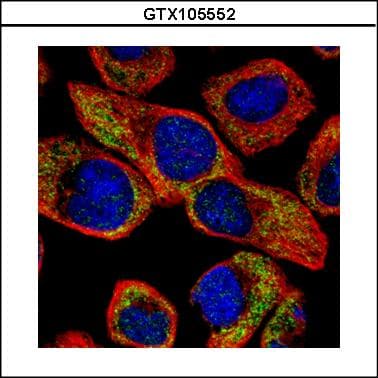 Polyclonal Rabbit anti-Human NCS1 / Neuronal Calcium Sensor Antibody (aa1-138, WB)