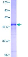 Human RAB39B Protein (Recombinant GST)