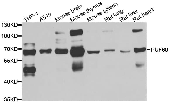 PUF60 Antibody
