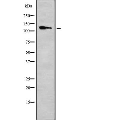 Polyclonal Rabbit anti-Human KIF11 / EG5 Antibody (IF, WB)