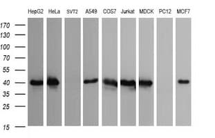 CDC123 Antibody (clone OTI1F8, Carrier-free)