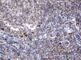 SRPRB Antibody (clone OTI3E6)