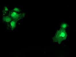 SAT2 Antibody (clone OTI1C9)