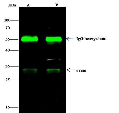 Polyclonal Rabbit anti-Human CD40 Antibody (Preservative Free, WB)