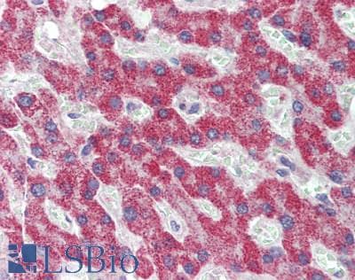 IHC-plus™ SLCO1A2 / OATP Antibody