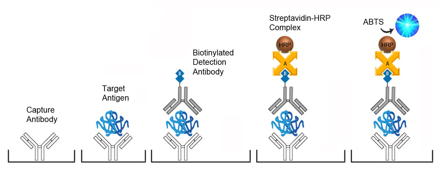 DevKit Core Human FGF2 / Basic FGF ELISA Development Kit