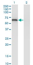 LGTN / EIF2D Antibody (clone 2D10)