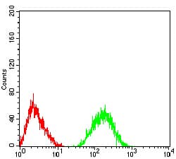 CHRNA5 Antibody (clone 8F11G8)
