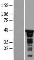 CDC37 Protein (Over-Expression Lysate Myc-DDK (Flag))