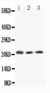 IL18 Antibody (aa37-194)