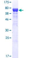 Human SF3A3 / SF3a60 Protein (Recombinant GST)