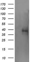 TRIM44 Antibody (clone OTI5C2)