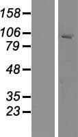 MYRIP Protein (Over-Expression Lysate Myc-DDK (Flag))